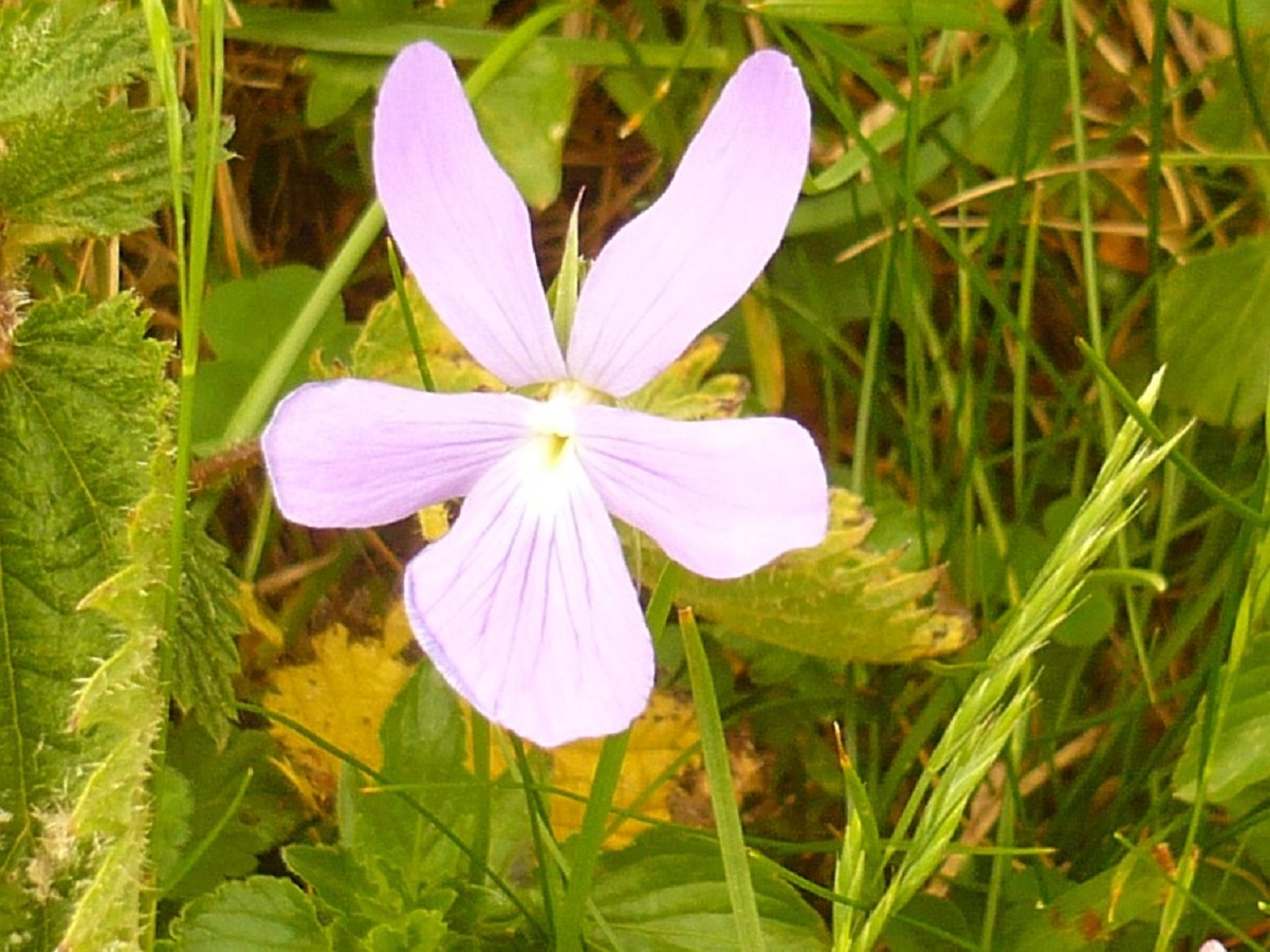 Viola cornuta (Violaceae)